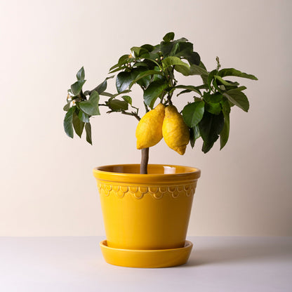 Kobenhavner Glazed Amber Yellow 16cm Pot with Saucer